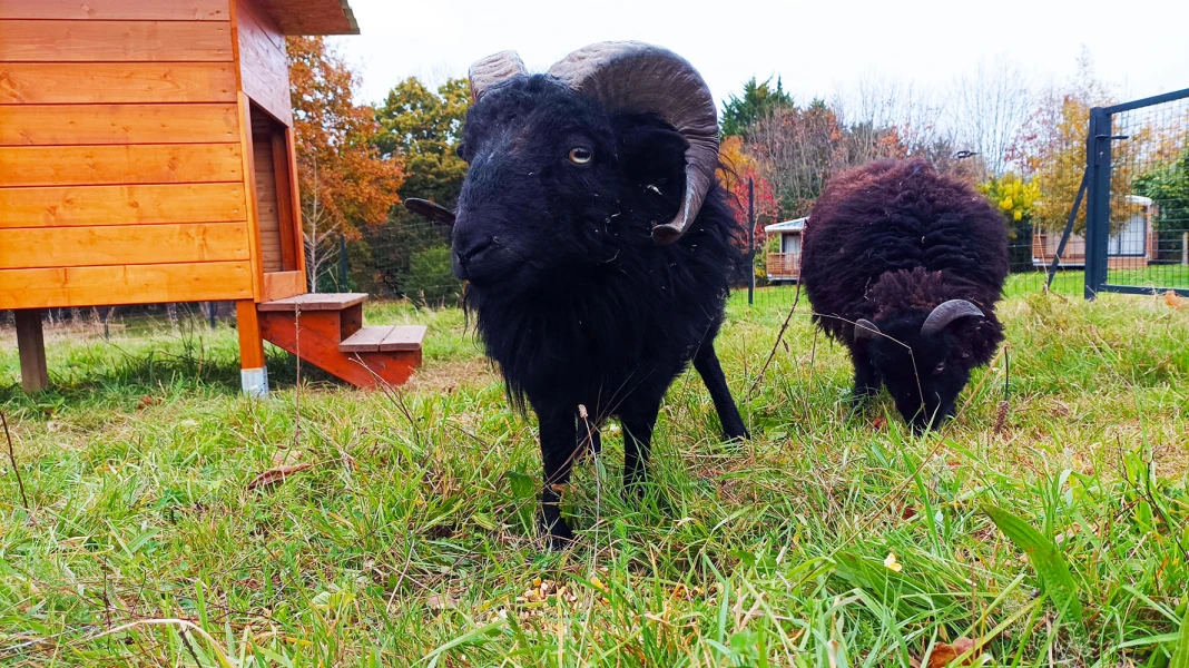 GLAMPING TERRE & MER, VILLAGE NATURE